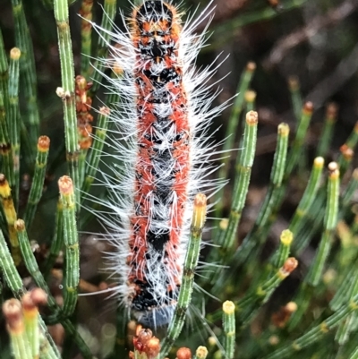 Unidentified Moth (Lepidoptera) at Tasman National Park - 11 Apr 2023 by MattFox