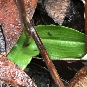 Chiloglottis sp. at Cape Pillar, TAS - suppressed