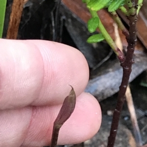 Chiloglottis sp. at Cape Pillar, TAS - suppressed