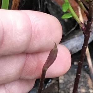 Chiloglottis sp. at Cape Pillar, TAS - suppressed