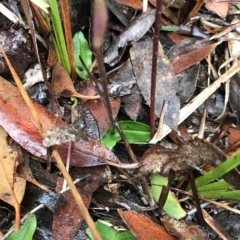 Chiloglottis sp. at Cape Pillar, TAS - 11 Apr 2023