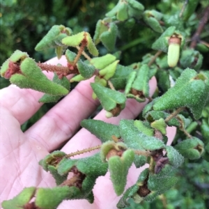 Correa reflexa at Cape Pillar, TAS - 11 Apr 2023