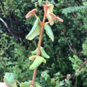 Correa reflexa at Cape Pillar, TAS - 11 Apr 2023