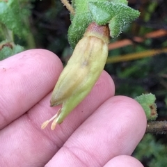 Correa reflexa at Cape Pillar, TAS - 11 Apr 2023 01:48 PM