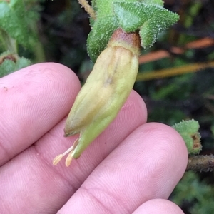 Correa reflexa at Cape Pillar, TAS - 11 Apr 2023