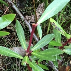 Tasmannia lanceolata (Mountain Pepper) at Tasman National Park - 11 Apr 2023 by MattFox