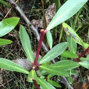 Tasmannia lanceolata at Cape Pillar, TAS - 11 Apr 2023
