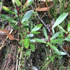 Tasmannia lanceolata at Cape Pillar, TAS - 11 Apr 2023