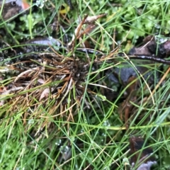 Unverified Grass at Cape Pillar, TAS - 11 Apr 2023 by MattFox