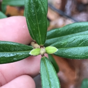Pimelea ligustrina at Cape Pillar, TAS - 11 Apr 2023 01:32 PM