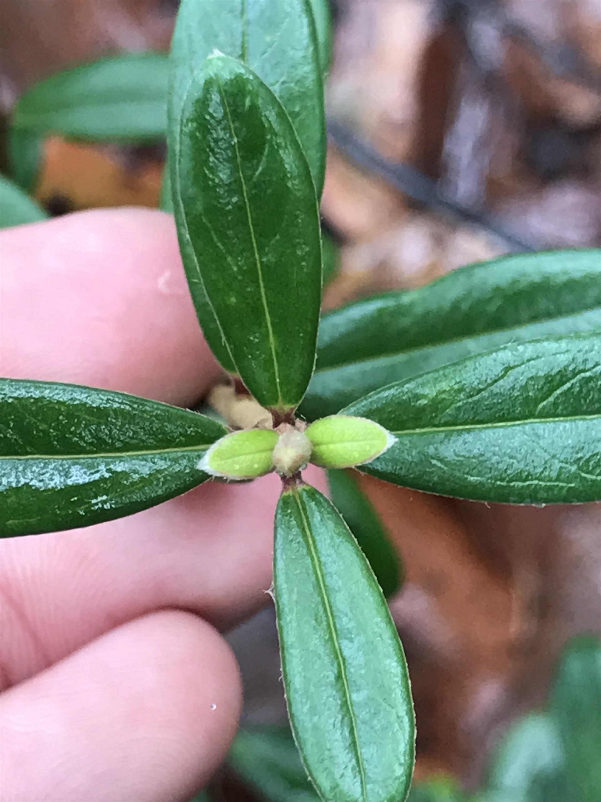 Pimelea ligustrina at Cape Pillar, TAS - 11 Apr 2023 01:32 PM
