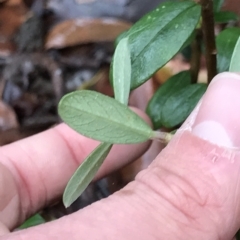 Pimelea ligustrina at Cape Pillar, TAS - 11 Apr 2023 01:32 PM