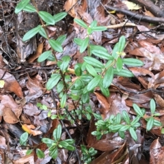 Pimelea ligustrina at Cape Pillar, TAS - 11 Apr 2023 01:32 PM