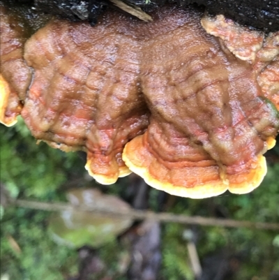 Unidentified Underside smooth or wrinkled/roughened <Stereum etc> at Tasman National Park - 11 Apr 2023 by MattFox