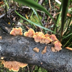 Stereum ostrea at Cape Pillar, TAS - 11 Apr 2023 01:28 PM