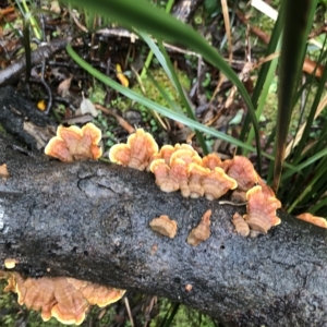 Stereum ostrea at Cape Pillar, TAS - 11 Apr 2023 01:28 PM