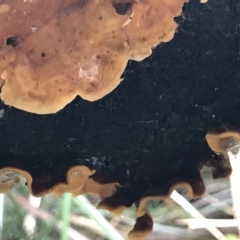 Stereum ostrea at Cape Pillar, TAS - 11 Apr 2023 01:28 PM