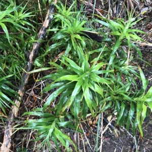 Richea dracophylla at Cape Pillar, TAS - 11 Apr 2023 01:27 PM