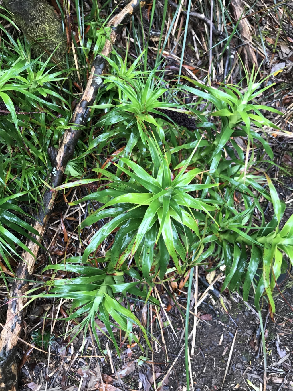 Richea dracophylla at Cape Pillar, TAS - 11 Apr 2023