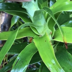 Richea dracophylla at Cape Pillar, TAS - 11 Apr 2023