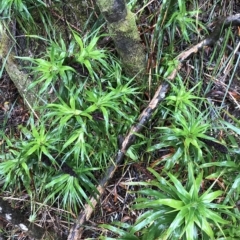 Richea dracophylla at Cape Pillar, TAS - 11 Apr 2023