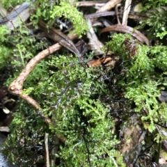 Unidentified Lichen, Moss or other Bryophyte at Tasman National Park - 11 Apr 2023 by MattFox