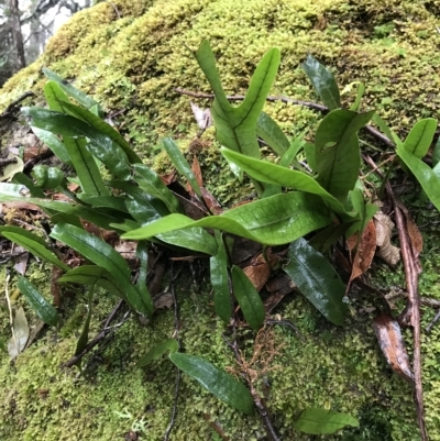 Notogrammitis billardierei (Finger Fern) at Tasman National Park - 11 Apr 2023 by MattFox