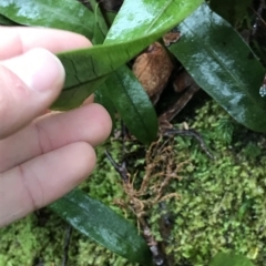 Notogrammitis billardierei at Cape Pillar, TAS - suppressed