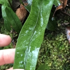 Notogrammitis billardierei at Cape Pillar, TAS - suppressed