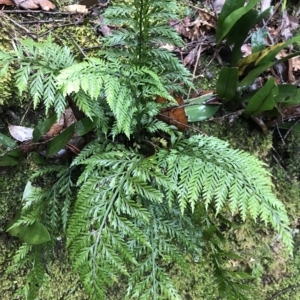 Asplenium gracillimum at Cape Pillar, TAS - 11 Apr 2023