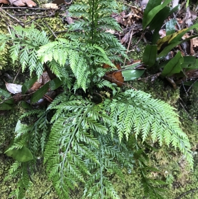 Asplenium gracillimum (Mother Spleenwort) at Tasman National Park - 11 Apr 2023 by MattFox
