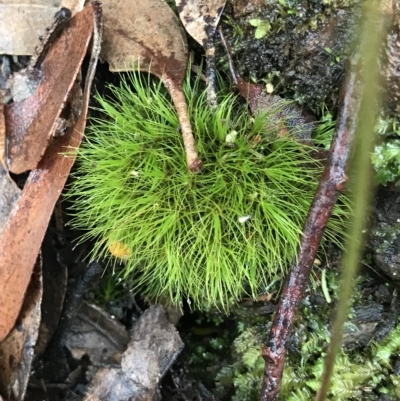 Unidentified Moss, Liverwort or Hornwort at Tasman National Park - 11 Apr 2023 by MattFox