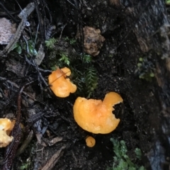Unidentified Fungus at Cape Pillar, TAS - 11 Apr 2023 by MattFox