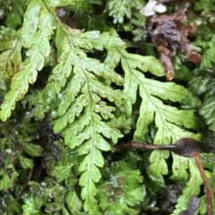 Notogrammitis heterophylla (Comb Fern) at Cape Pillar, TAS - 11 Apr 2023 by MattFox