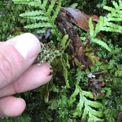 Notogrammitis heterophylla at Cape Pillar, TAS - suppressed