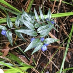 Drymophila cyanocarpa (Turquoise Berry) at Tasman National Park - 11 Apr 2023 by MattFox