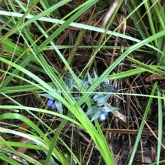 Drymophila cyanocarpa at Cape Pillar, TAS - 11 Apr 2023 01:23 PM