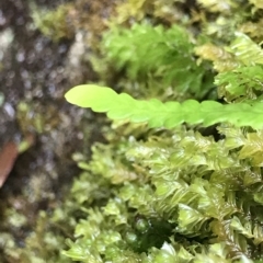 Unidentified Fern or Clubmoss at Cape Pillar, TAS - 11 Apr 2023 by MattFox