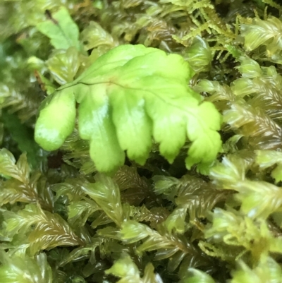 Unidentified Fern or Clubmoss at Tasman National Park - 11 Apr 2023 by MattFox