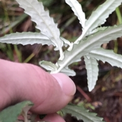 Olearia phlogopappa at Cape Pillar, TAS - 11 Apr 2023