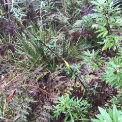 Olearia phlogopappa at Cape Pillar, TAS - 11 Apr 2023 01:04 PM