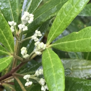 Zieria arborescens at Cape Pillar, TAS - 11 Apr 2023