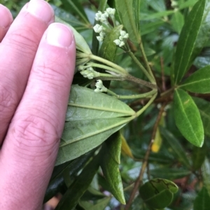 Zieria arborescens at Cape Pillar, TAS - 11 Apr 2023 01:03 PM