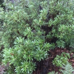 Zieria arborescens at Cape Pillar, TAS - 11 Apr 2023