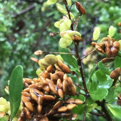 Bursaria spinosa (Native Blackthorn, Sweet Bursaria) at Tasman National Park - 11 Apr 2023 by MattFox