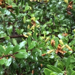 Bursaria spinosa at Cape Pillar, TAS - 11 Apr 2023