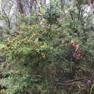 Bursaria spinosa at Cape Pillar, TAS - 11 Apr 2023