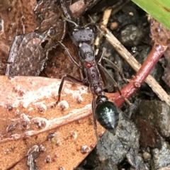 Myrmecia sp. (genus) at Tasman National Park - 11 Apr 2023 by MattFox