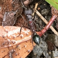 Unidentified Ant (Hymenoptera, Formicidae) at Cape Pillar, TAS - 11 Apr 2023 by MattFox