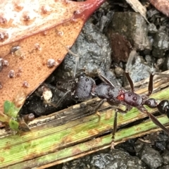 Myrmecia forficata at Cape Pillar, TAS - 11 Apr 2023 12:50 PM